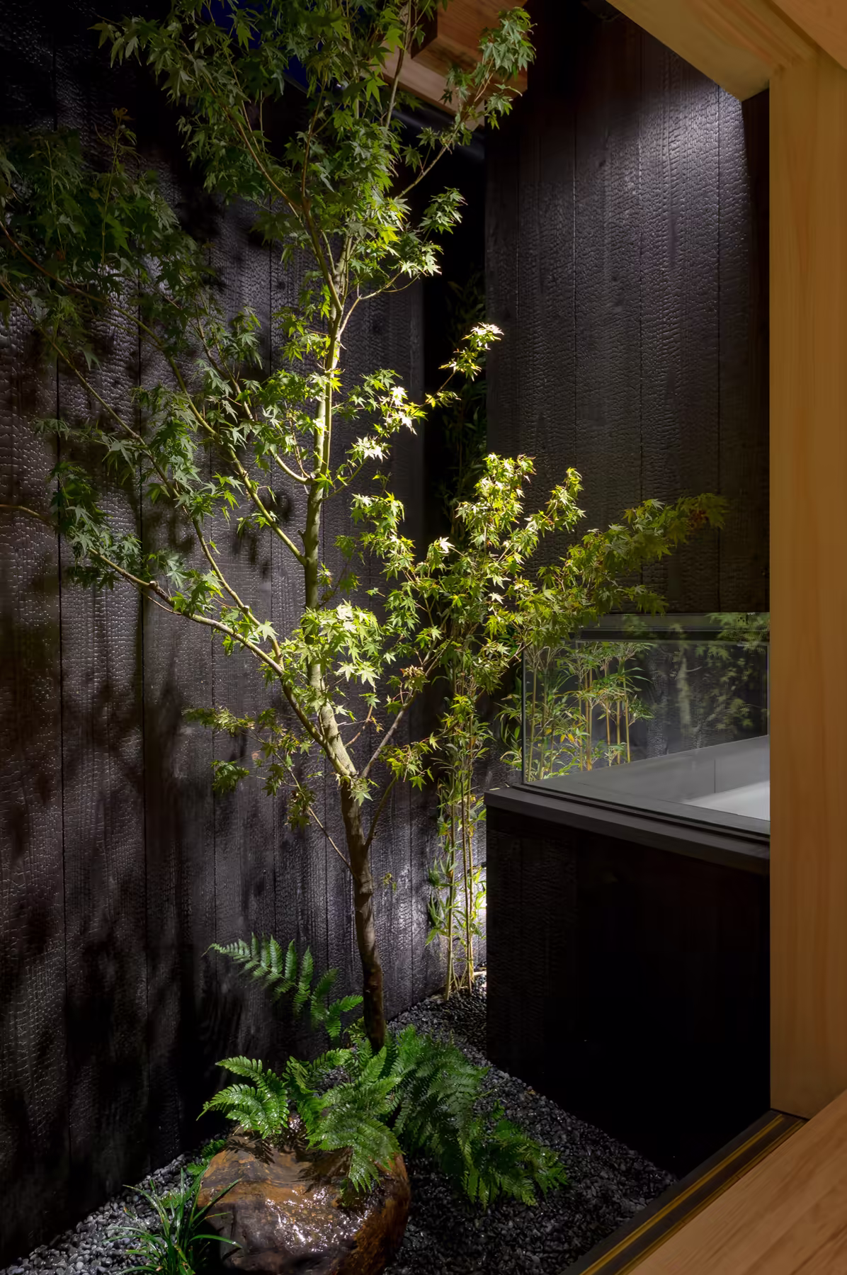 The courtyard after dark — the maple lit against the charred cedar wall, ferns and stone at its foot